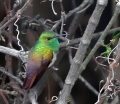 Archivo:Colibrí Berilo.jpg