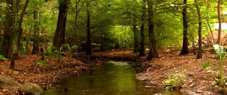 Parque Nacional Fuentes Brotantes de Tlalpan