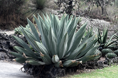 Archivo:41. Sección de agaves en el JBUNAM.jpg