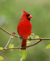 Cardenal Rojo.jpg