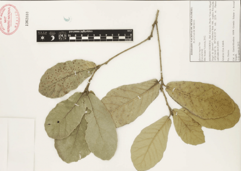 Archivo:15.-quercus-rugosa-nee.png