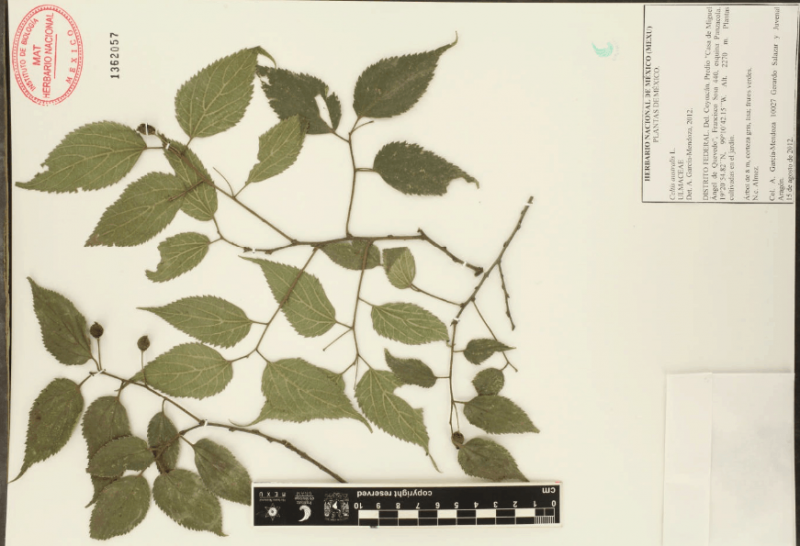 Archivo:3.-celtis-australis-l..png