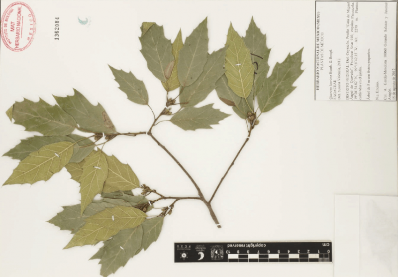 Archivo:18.-quercus-laurina-bonpl..png