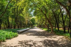Bosque de Chapultepec.jpg