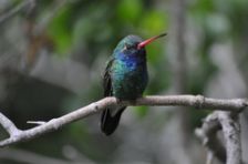 Colibrí Pico Ancho.jpg