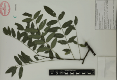 5.-styphnolobium-japonicum-l.-schott.png
