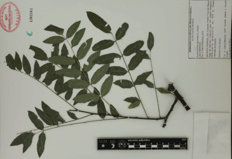 Archivo:5.-styphnolobium-japonicum-l.-schott.png