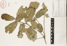 25.-quercus-rugosa-nee.png