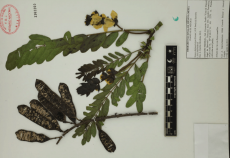 28.-senna-didymobotrya-fresen.-h.s.irwin-barneby.png