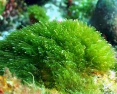Chlorophytas