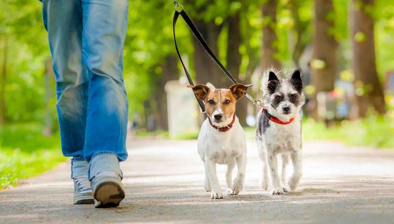 Archivo:Paseo para perros.jpg