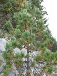 Pinus Hartwegii