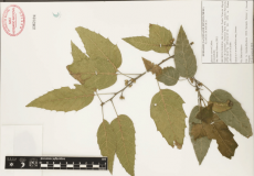 22.-quercus-sartorii-liebm..png