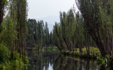 Ahuejote
