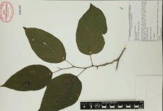 16.-morus-celtidifolia-kunth.png