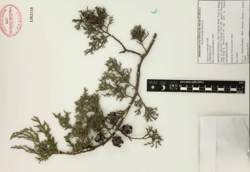 Archivo:4.-cupressus-benthamii-endl..png