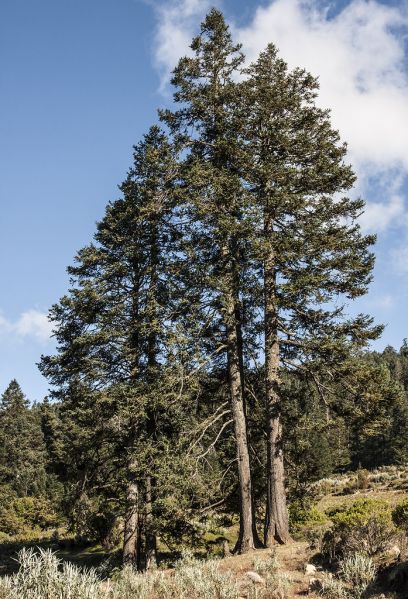 Archivo:Abies religiosa.jpg