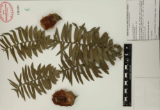 19.-araucaria-bidwillii-hook..png