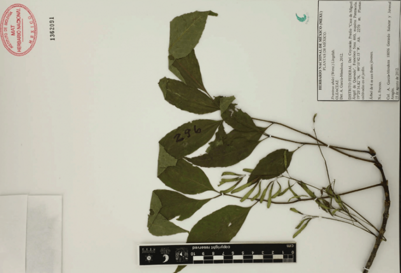 Archivo:21.-fraxinus-uhdei-wenz.-lingelsh..png