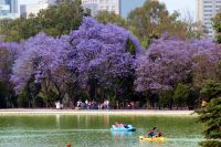 Jacarandas en el lago de Chapultepec.