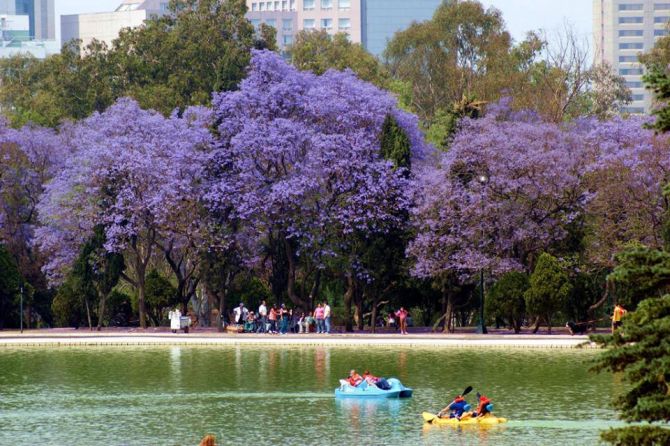 Jacarandass