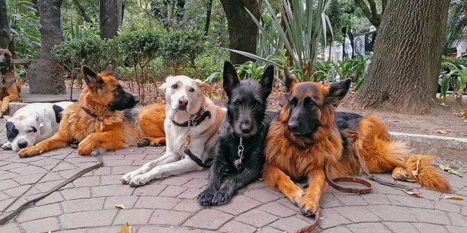 Perros-destacada.jpg