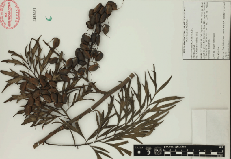 Archivo:20.-grevillea-robusta-a.cunn .-ex-r.br ..png