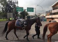 Caballos.jpg