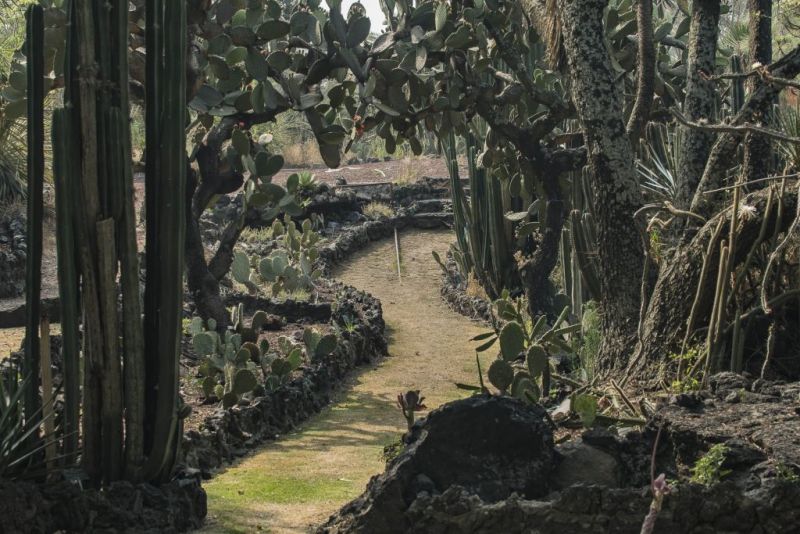 Archivo:Jardín Botánico UNAM.jpg