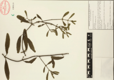 26.-phoradendron-brachystachyum-dc.-nutt..png