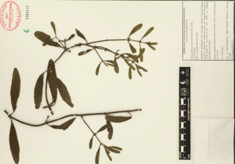 Archivo:26.-phoradendron-brachystachyum-dc.-nutt..png