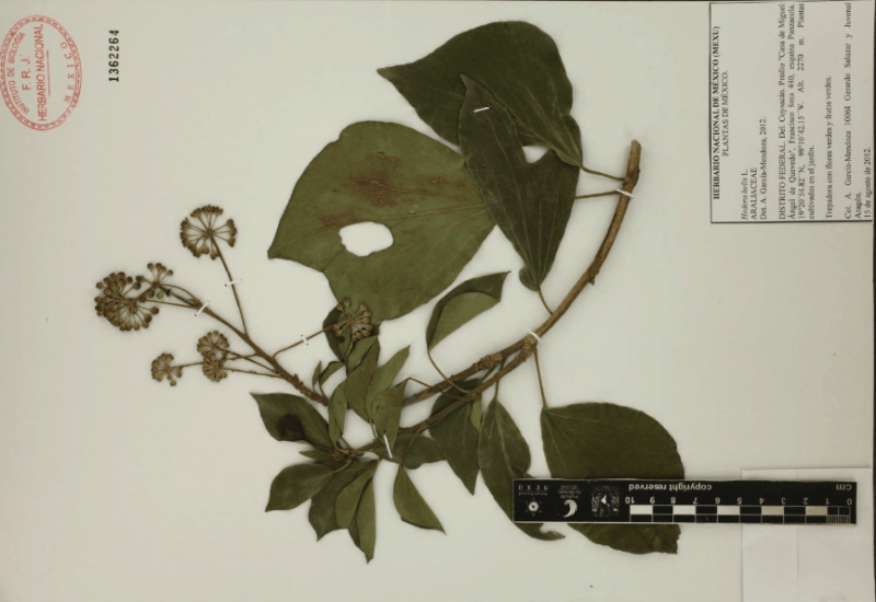 Archivo:30.-hedera-helix-l..png