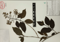 7.-ligustrum-lucidum-w.t.aiton .png