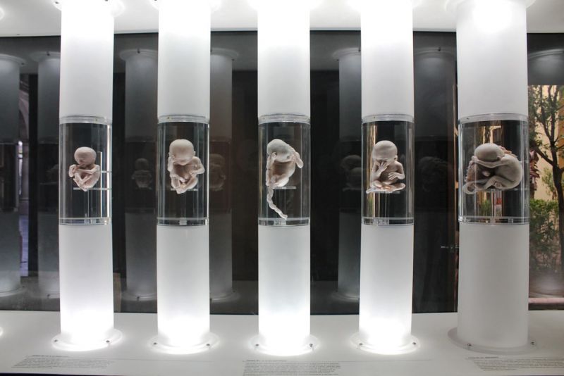 Archivo:Museo-medicina-mexicana 02.jpg