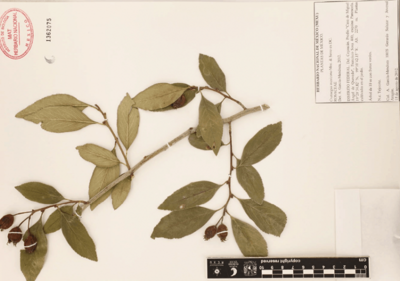 Archivo:10.-crataegus-mexicana-mo.-sess-ex-dc..png